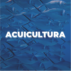 Categorización de productos de Adisseo a través de Danux para la nutrición y salud acuícola a través del alimento balanceado