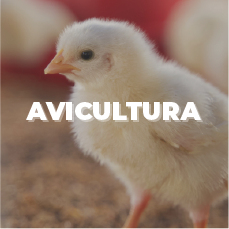 Categorización de productos de Adisseo a través de Danux para la nutrición y salud aviar a través del alimento balanceado
