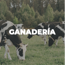 Categorización de productos de Adisseo a través de Danux para la nutrición y salud bovina a través del alimento balanceado