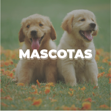 Categorización de productos de Adisseo a través de Danux para la nutrición y salud de mascotas a través del alimento balanceado