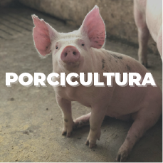 Categorización de productos de Adisseo a través de Danux para la nutrición y salud porcina a través del alimento balanceado
